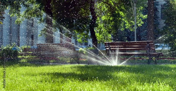 Fototapeta summer grass