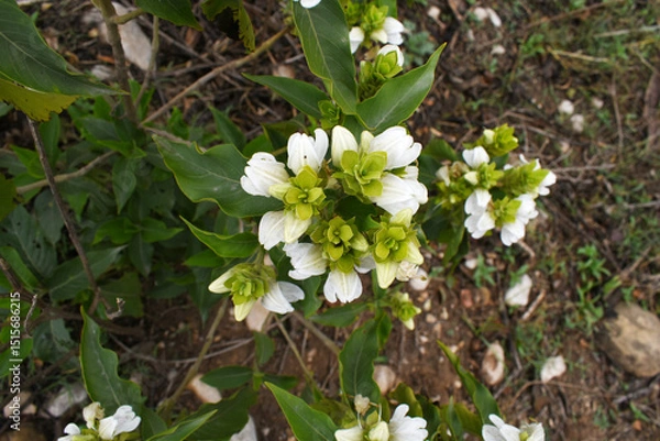 Obraz A green Plant of Justicia adhatoda vasica or malabar nut plant in selective focus and background blur, the white Justicia adhatoda blossom in spring, Chakwal, Punjab, Pakistan
