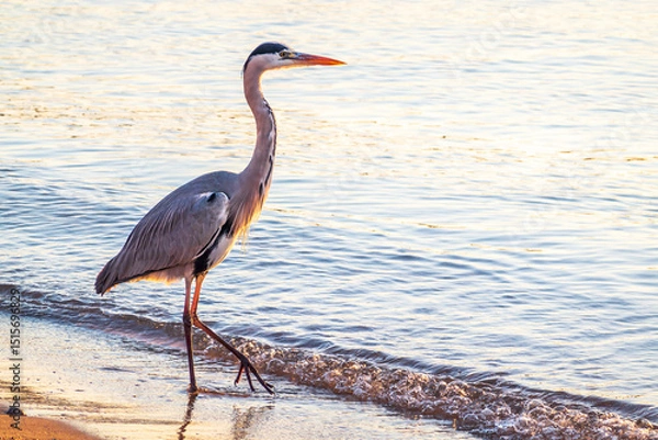 Obraz A heron hunting in the sea. Grey heron on the hunt