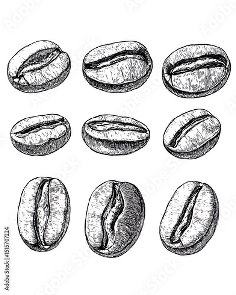 Obraz Realistic and artistic illustrations of coffee beans, brewing equipment, coffee cups, baristas, coffee farms, roasting processes, and café scenes