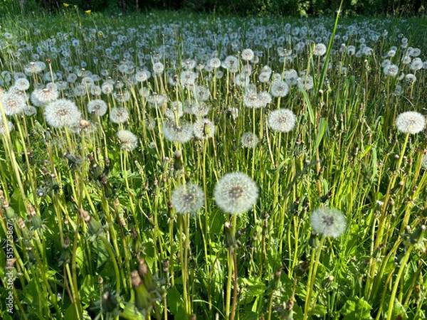 Obraz Meadow of dandelions in the rays of the sun, selective focus.