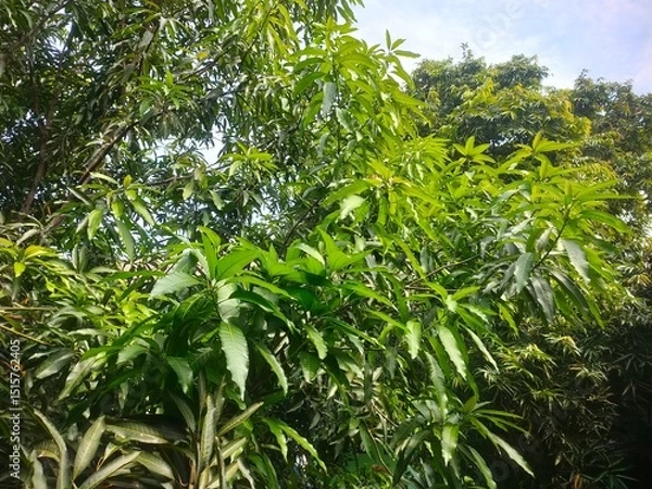 Fototapeta green mango leaves