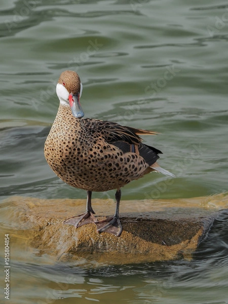 Fototapeta Photograph of a duck in the lake	