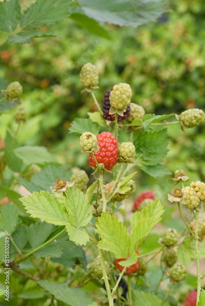 Fototapeta Natural food - fresh unripe blackberries in a garden. Bunch of unripe blackberry fruit, Rubus fruticosus - on branch with green leaves on a farm. Closeup, blurred background. Chakwal, Punjab, Pakistan