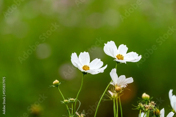 Obraz 福井県を代表するコスモスの名所　宮ノ下コスモス広苑