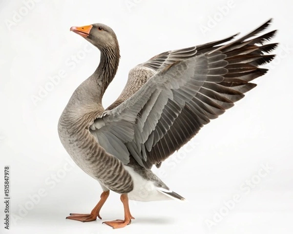 Fototapeta Wild waterfowl, a greylag goose, isolated on white with feather details