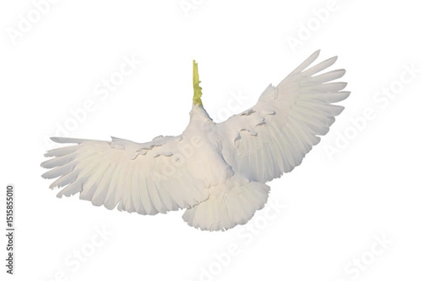 Fototapeta Beautiful Triton Cockatoo parrot flying isolated on transparent background png file