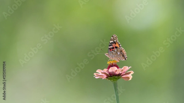 Fototapeta 花に止まる綺麗な蝶