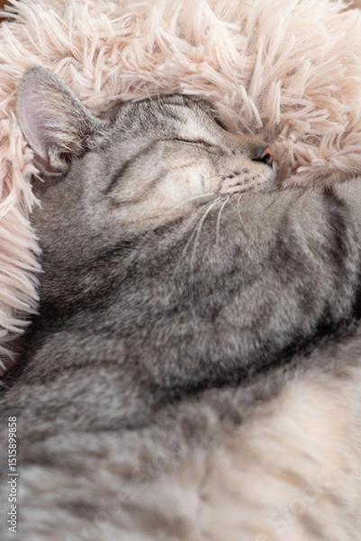 Fototapeta 丸まって眠る可愛い猫の寝顔　サバトラ猫