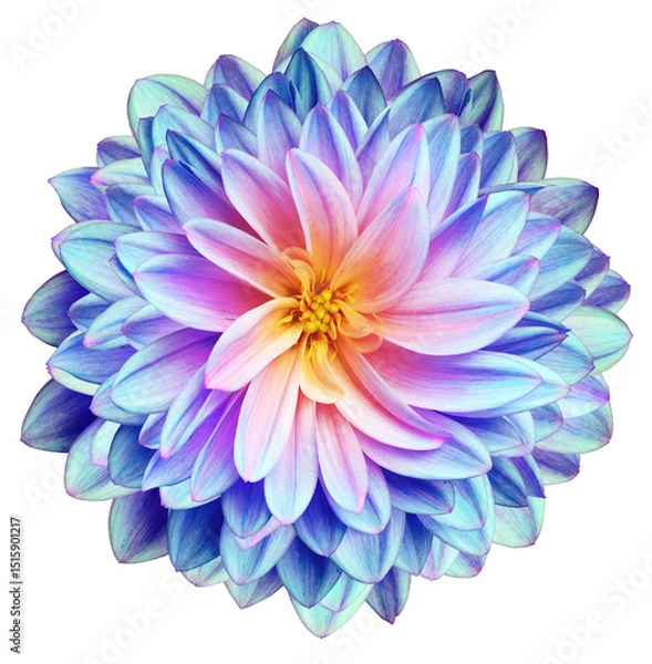 Fototapeta Dahlia flower  on a  white isolated background with clipping path. Closeup.  Nature.