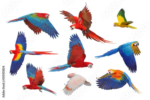 Fototapeta Collage of nine parrots isolated on transparent background png file