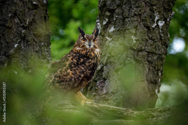 Fototapeta Owl in green forest. Eurasian eagle owl, Bubo bubo, perched on rotten trunk in birch forest. Beautiful owl with orange eyes and tufts. Wildlife. Spring nature. Bird of prey in natural habitat.