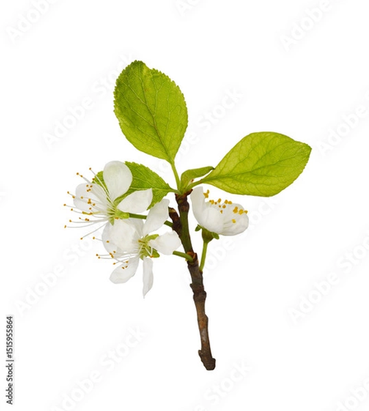 Fototapeta Spring fresh twig with flowers and leaves of prunus tree isolated on white or transparent background.