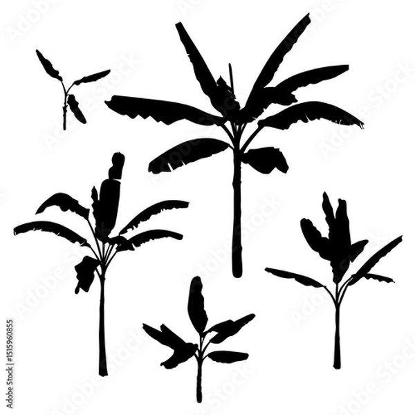 Fototapeta A set of black Banana Palm Trees isolated on a white background. Desert and tropical houseplants. 
