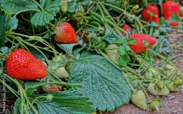 Obraz Fragole nell'orto