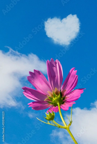 Fototapeta beautiful blooming pink garden cosmos, low angle view of pink cosmos flowering plants against blue sky with white fluffy clouds in heart shape