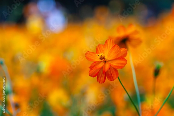 Fototapeta close-up of the orange-colored cosmos in autumn