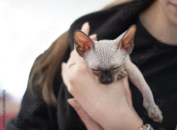 Fototapeta sleepy sphynx kitten in human arms stretched his dapka forward. cute sleeping sphynx kitten in arms