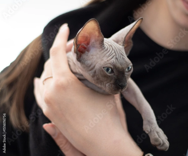 Fototapeta Sphynx kitten in human arms stretched his dapka forward