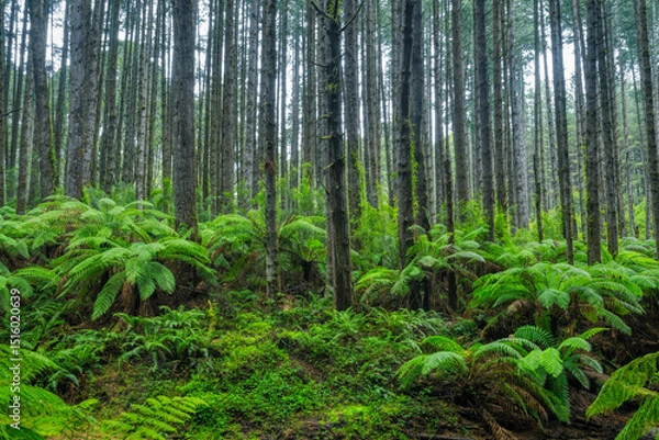 Obraz Towering Forest Giants with Tree Ferns and Stream in Otway National Park, Victoria Australia