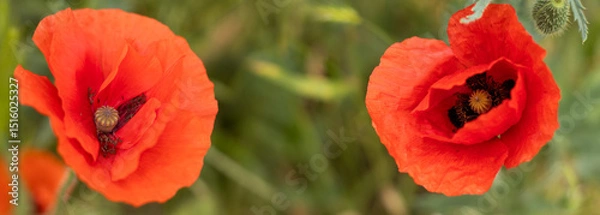 Fototapeta Vibrant poppy flowers bloom under the sunlight in a serene meadow, showcasing nature's beauty and color palette