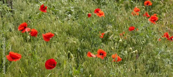 Fototapeta Vibrant poppies dancing in a sunlit field of green grass during a serene spring afternoon