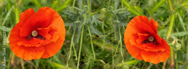Fototapeta Vibrant orange poppies bloom gracefully in a lush green meadow under the bright sun on a warm summer day