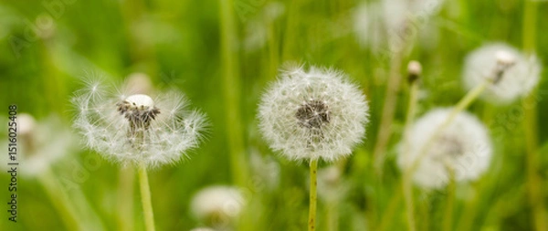 Fototapeta Delicate dandelion seeds floating in the gentle breeze on a sunny afternoon in a vibrant green meadow