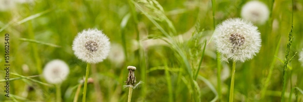 Fototapeta Delicate dandelion seeds swaying gently in a serene meadow under the soft sunlight of early summer afternoons