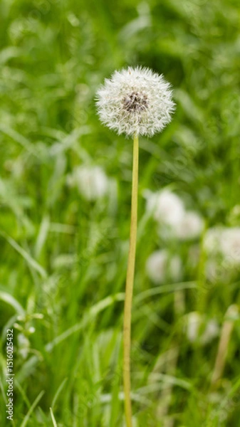 Fototapeta Dandelion fluff stands tall in a vibrant field of lush green grass on a sunny day, capturing nature's delicate beauty and serenity