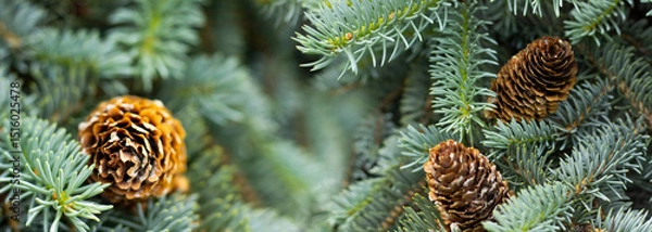 Fototapeta Pinecones nestled among vibrant evergreen needles in a tranquil forest setting during early autumn