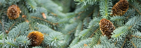 Fototapeta Pine cones nestled among lush green evergreen branches creating a serene forest atmosphere in a tranquil natural setting