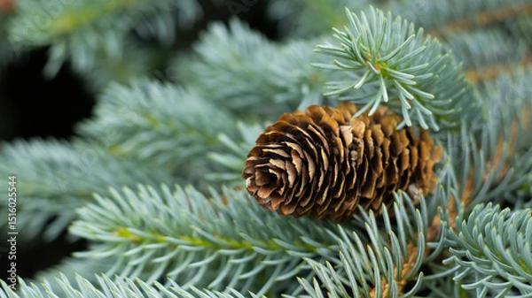 Fototapeta Cones resting among soft evergreen needles in a tranquil forest setting during early autumn, capturing nature's serene beauty