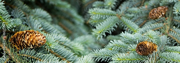 Fototapeta Beautiful conifer branches adorned with pine cones in a serene forest setting during the tranquil autumn season