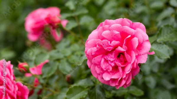 Fototapeta Blooming pink roses create a vibrant garden scene with lush green leaves in the background during late springtime