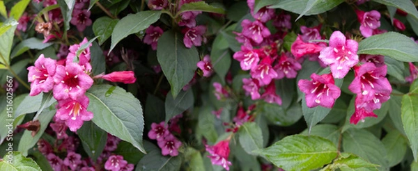 Fototapeta Vibrant pink flowers bloom amidst lush green leaves, creating a natural tapestry of color and life in a warm summer garden
