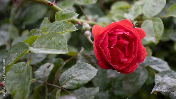 Fototapeta Blooming red rose glistening with rain droplets amidst lush green foliage in a tranquil garden setting