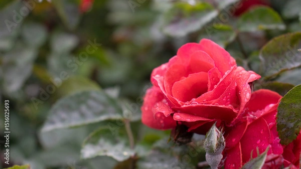 Fototapeta Vibrant red rose glistens with dew in a lush garden at dawn, capturing beauty and tranquility in nature's embrace