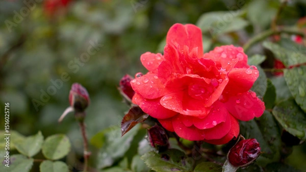 Fototapeta Vibrant red rose glistening with raindrops in a lush garden setting during a summer afternoon