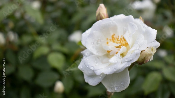 Fototapeta Delicate white rose glistening with raindrops in a lush garden setting under soft morning light
