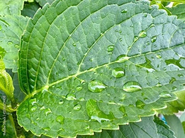 Fototapeta Wassertropfen auf grünem Blatt mit Struktur