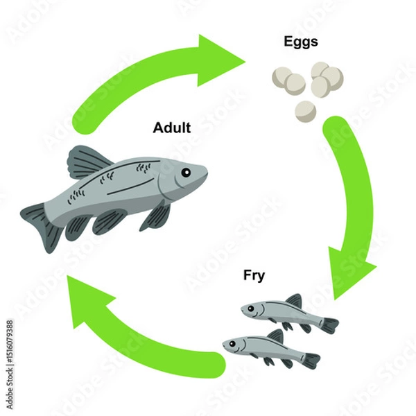 Fototapeta Vector illustration of a fish life cycle showing the stages of development from eggs to fry and then to an adult fish. This educational diagram is perfect for teaching biology, marine science, and zoo