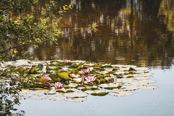 Fototapeta Baggersee near Achmer – Peaceful Lake with Forest Reflections in a Tranquil Landscape