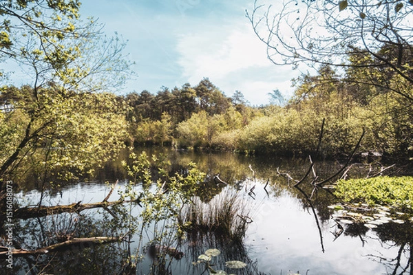 Fototapeta Baggersee near Achmer – Peaceful Lake with Forest Reflections in a Tranquil Landscape