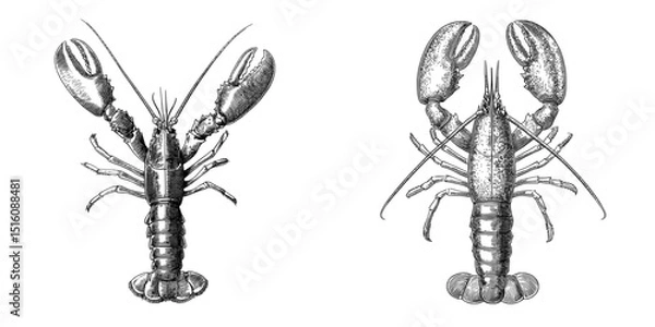Fototapeta Black and white monochrome engraving style sketch of a lobster created with modern pencil ink drawing techniques