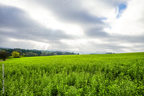 Fototapeta View of the landscape with fields and forests in the Eifel.
