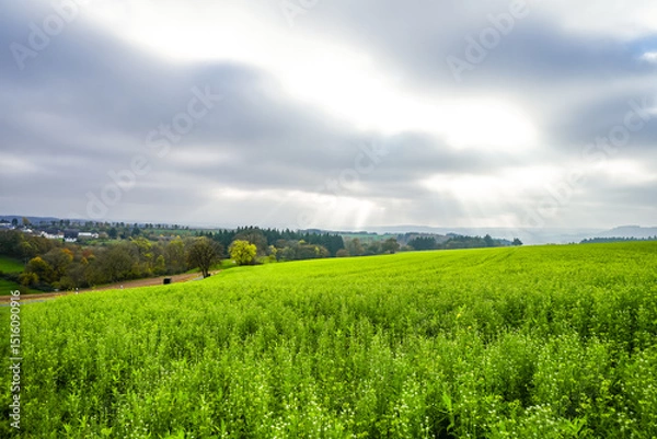 Fototapeta View of the landscape with fields and forests in the Eifel.

