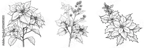 Fototapeta The Christmas plants European holly and poinsettia are often used in decorations and on cards, and this modern illustration is available as a black and white outline ready to print, also serving as a