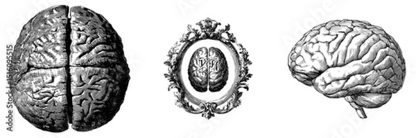 Fototapeta A hand-drawn vintage brain is depicted from the top, featuring an engraved retro style on a transparent background