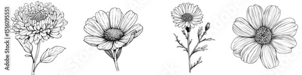 Fototapeta Modern illustration of Elecampane in a black and white outline, featuring a hand drawn graphic of the inula flower from Britannica, presented as line art with the officinalis herb on a transparent